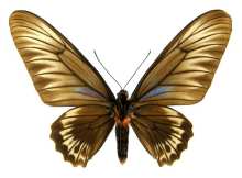 特洛伊红颈凤蝶