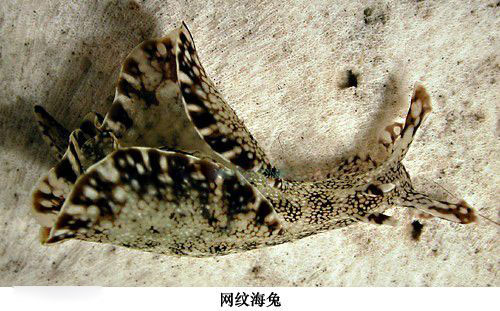 网纹海兔.jpg