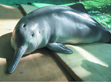 唯一长期人工饲养的雄性白鱀豚“淇淇”（1979—2002）