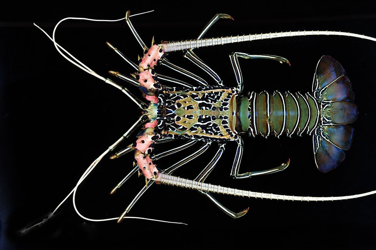 杂色龙虾.jpg