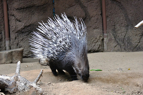 厚脊豪猪.jpg