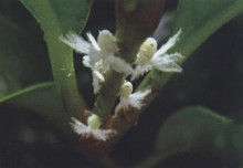 （图二）碧蛾蜡蝉若虫