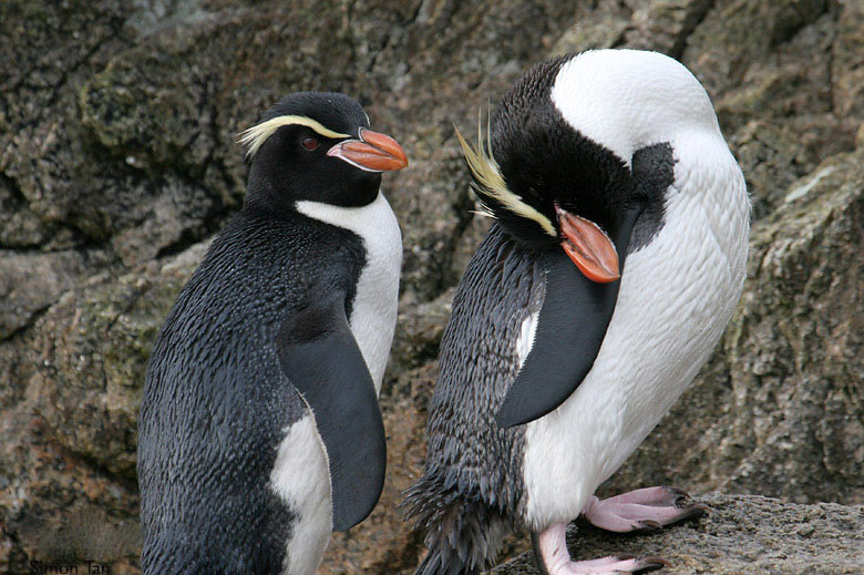 斯岛黄眉企鹅.jpg