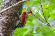 红颈绿啄木鸟