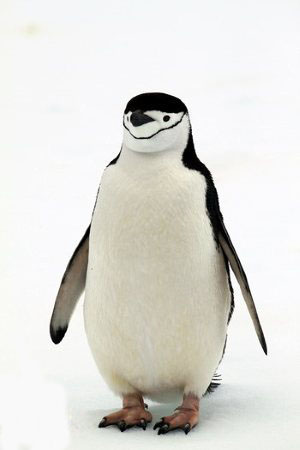 南极企鹅.jpg