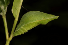 巴黎翠凤蝶的蛹