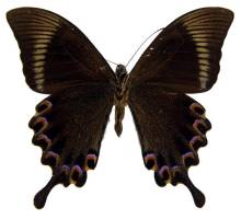 巴黎翠凤蝶中爪哇亚种（♀）