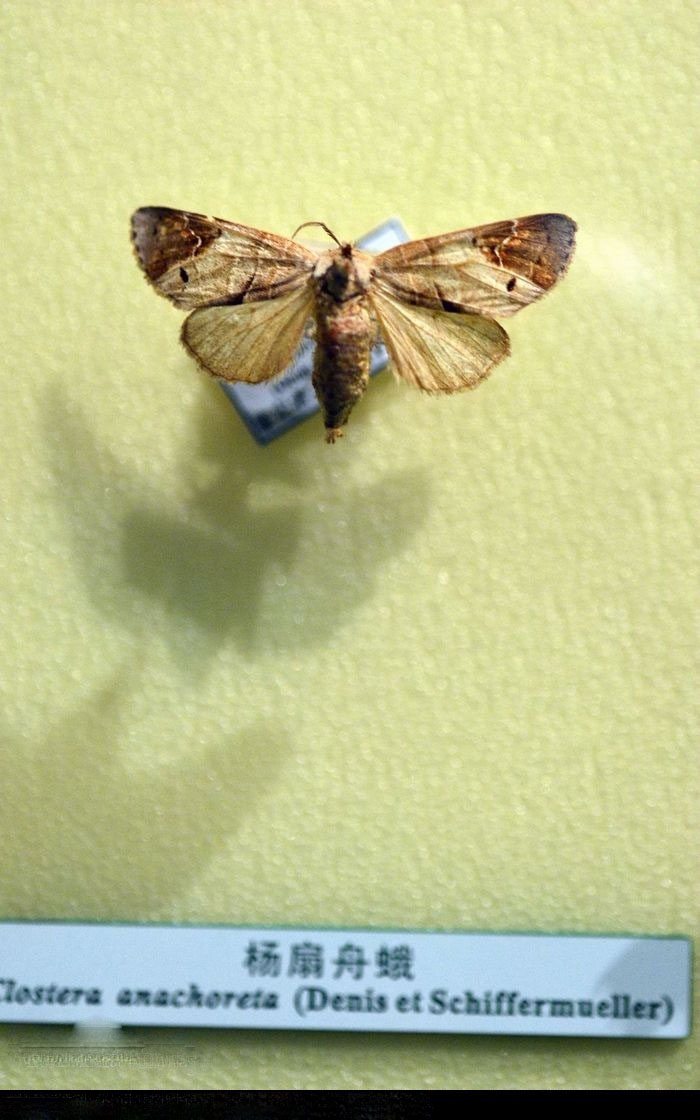 杨扇舟蛾.jpg