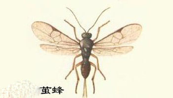 茧蜂.jpg