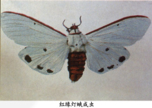 红缘灯蛾成虫展开图