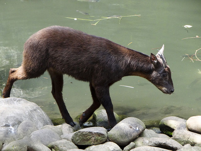 台湾鬣羚.jpg