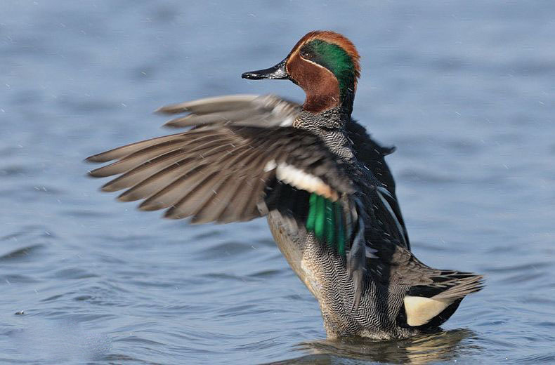 绿翅鸭.jpg