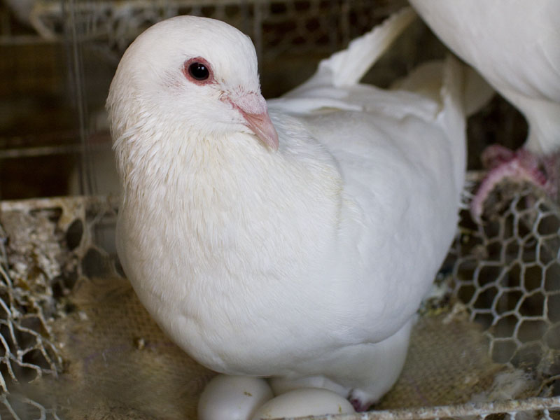 白羽卡奴鸽.jpg