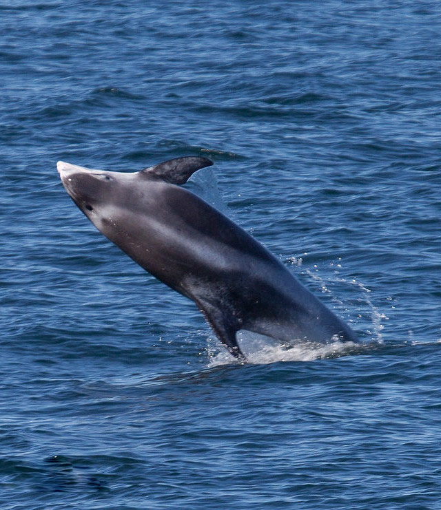 白喙斑纹海豚.jpg