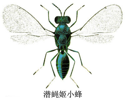 桔潜蛾姬小蜂.jpg