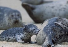 港海豹哺育后代