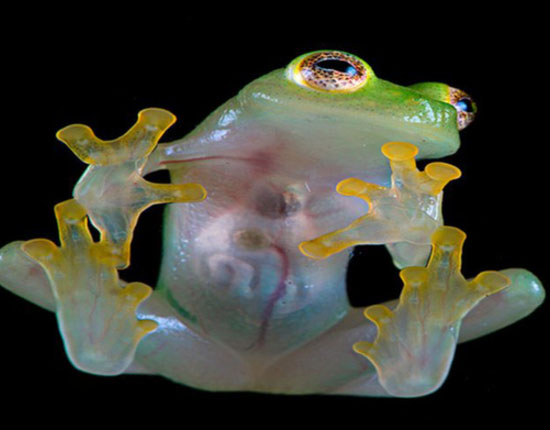 玻璃蛙.jpg