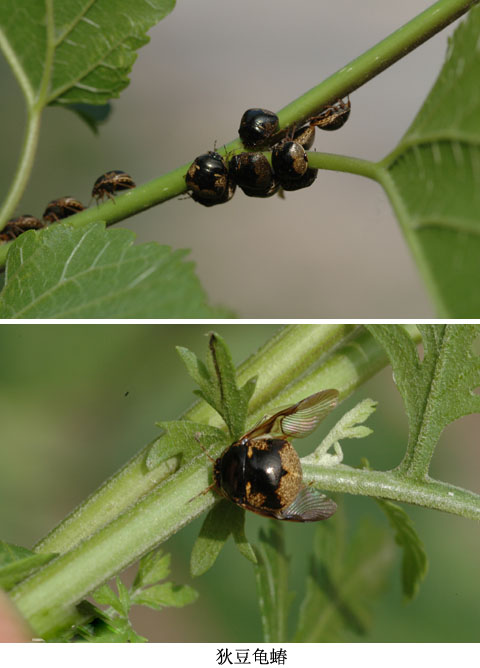 狄豆龟蝽.jpg