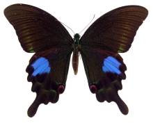 巴黎翠凤蝶中原亚种（♂）