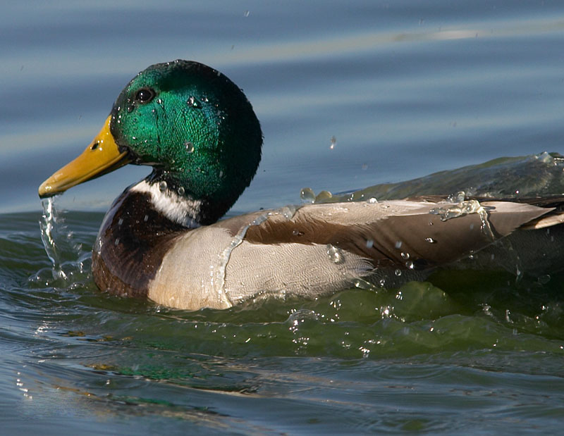 绿头鸭.jpg